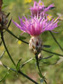 Spätsommerliche Schönheit: die Glänzende Flockenblume (Centaurea splendens)
