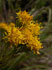 Goldaster (Crinitaria linosyris)