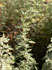 Pontischer Beifuss (Artemisia pontica)