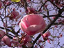 Magnolie (Magnolia sp.)