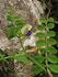 Barbazita-Wicke (Vicia barbazitae)