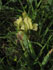 Sizilianische Zwergiris (Iris pseudopumila)