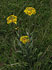 Gaudins Kreuzkraut (Tephroseris tenuifolia)