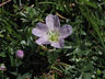 Silber-Storchschnabel (Geranium argenteum)