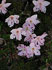 Zwerg-Alpenrose (Rhodothamnus chamaecistus)