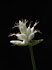 Monte-Baldo-Segge (Carex baldensis)