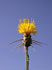 Sonnenwend-Flockenblume (Centaurea solstitialis)