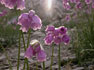 Narzissenblütiger Lauch (Allium narcissiflorum)