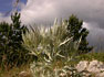 Weissstachlige Mannstreu (Eryngium spinalba)