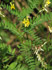 Alpenlinse (Astragalus penduliflorus)