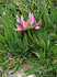 Alpenklee (Trifolium alpinum)