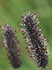 Rätisches Lieschgras (Phleum rhaeticum)